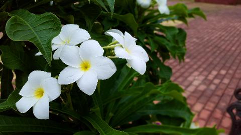 Goa Flowers - Download Goa Photos